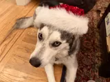 Willow's first holiday with us