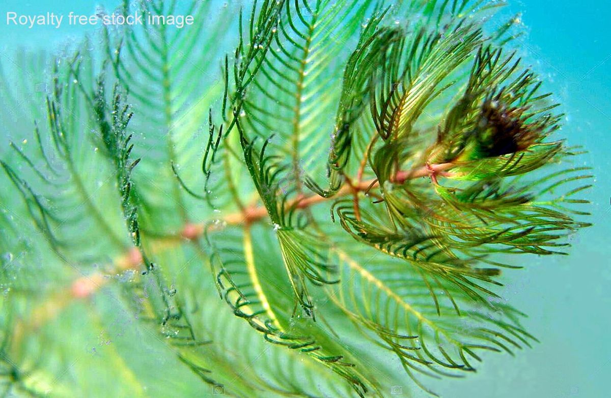 The case for using herbicide in Lake Fairlee – Milfoil then and now