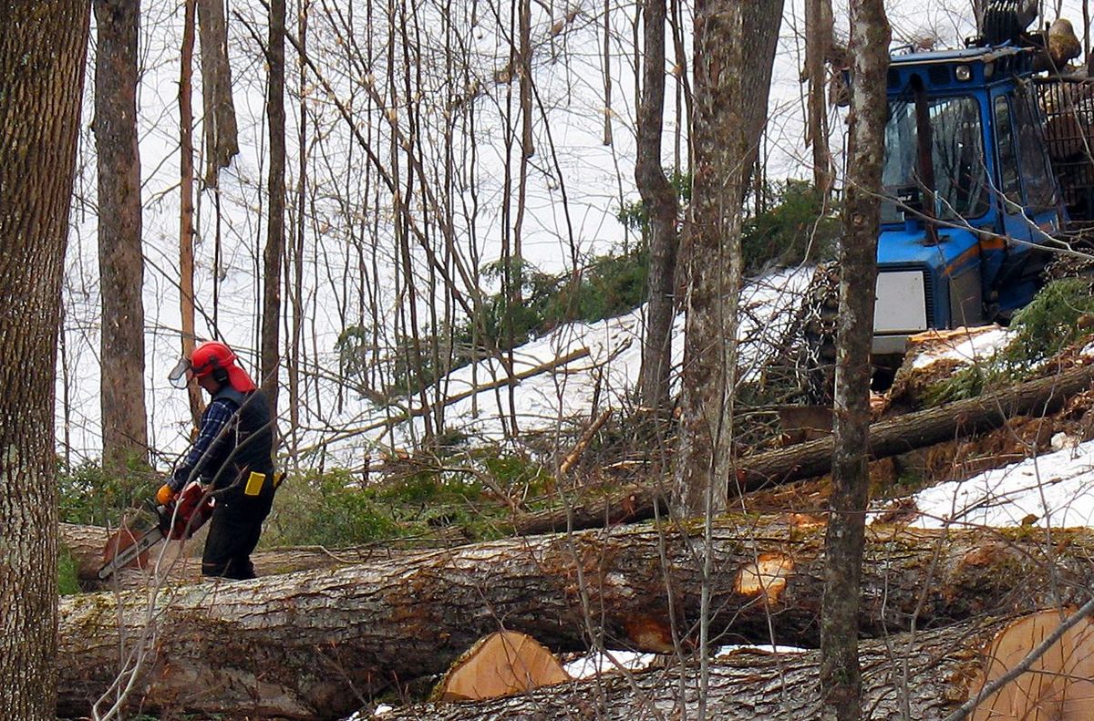 Logging and carbon sinks