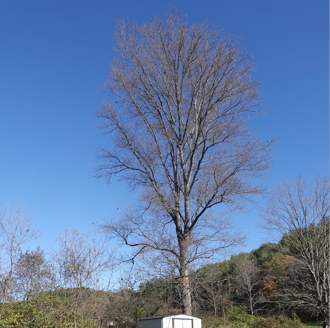 As our climate heads south, trees can’t move north fast enough