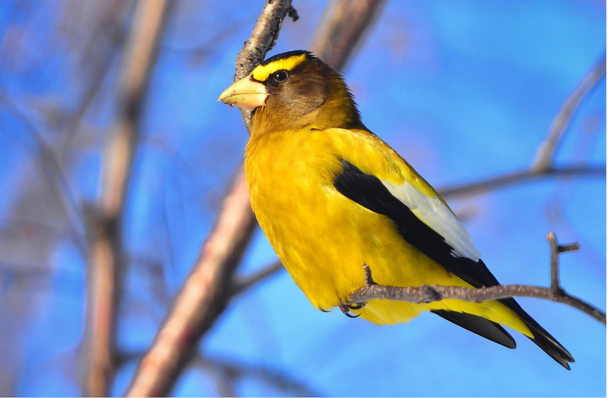 Where have all the grosbeaks gone?
