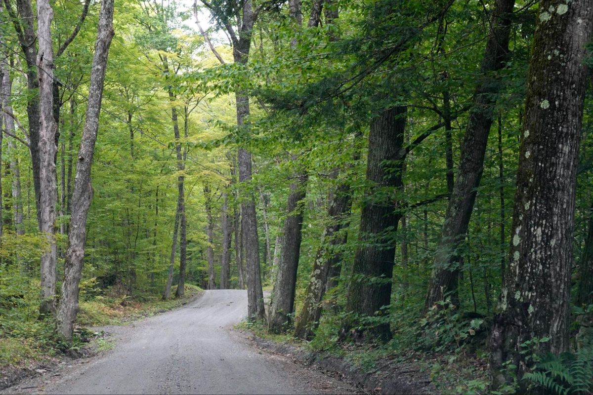 Roadside trees and right-of-way management