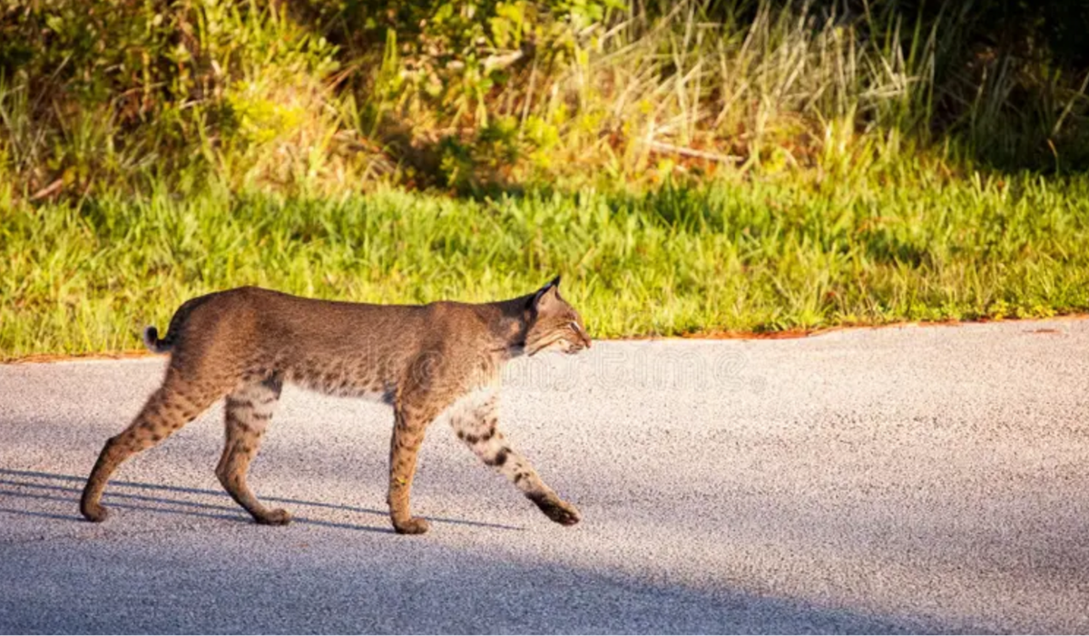 Wildlife Road Crossing Study: life in a fractured landscape