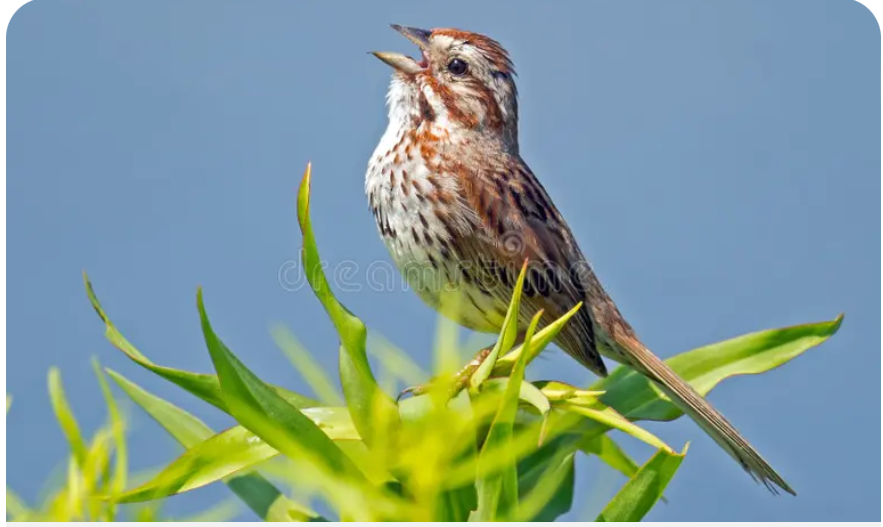 Birdsong - more than magical