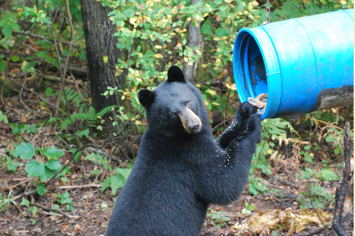 Bear baiting request becomes a source of contention