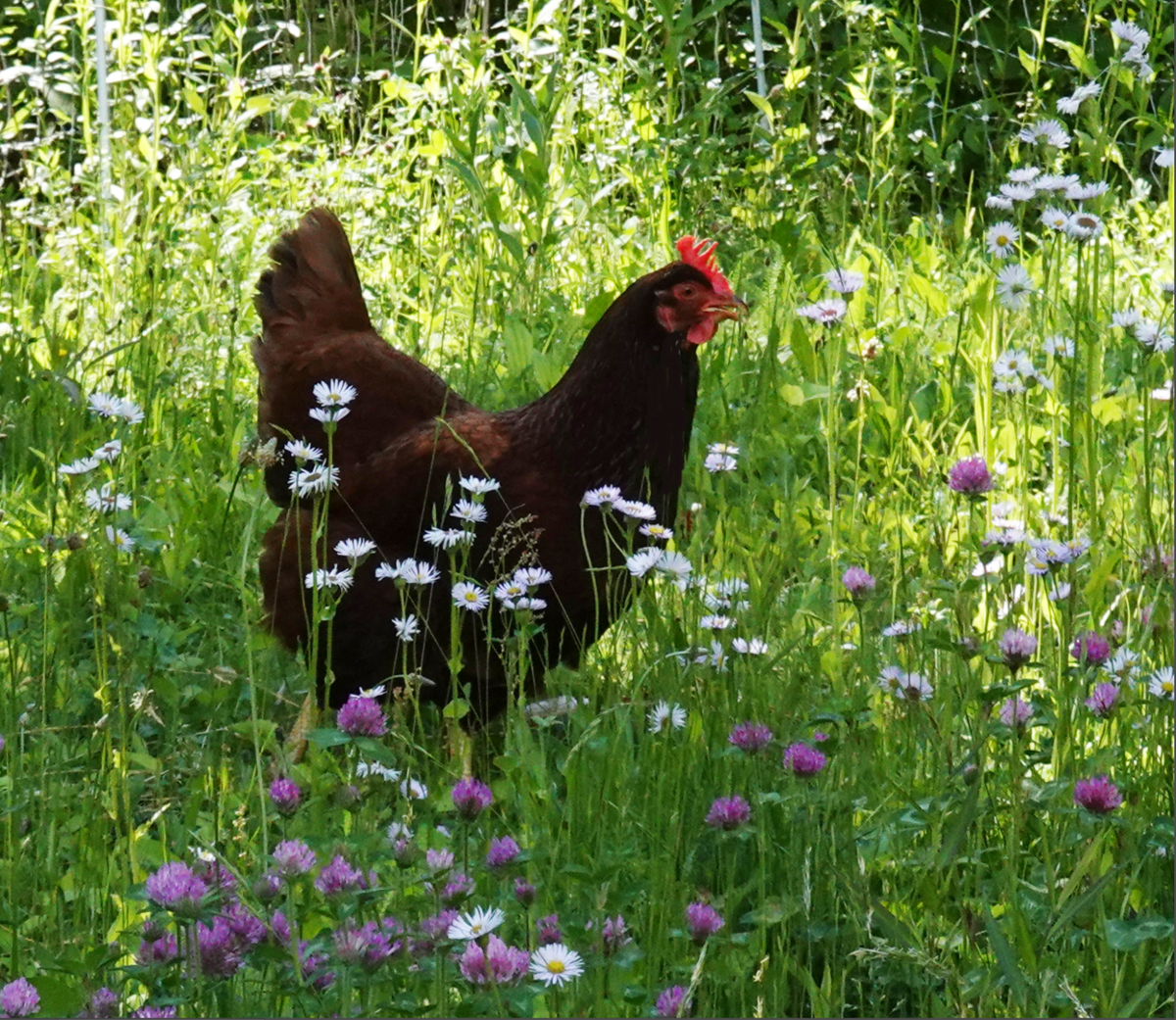 Beware those backyard chickens — and ducks!
