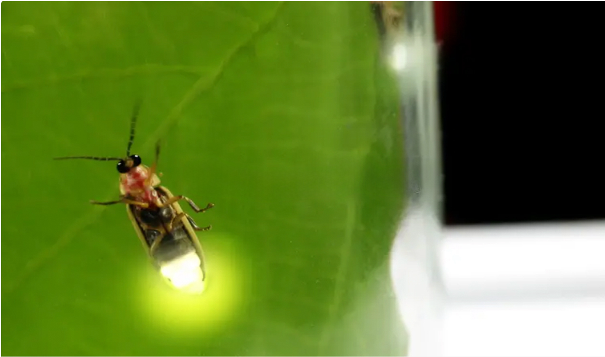 Are fireflies flickering out?