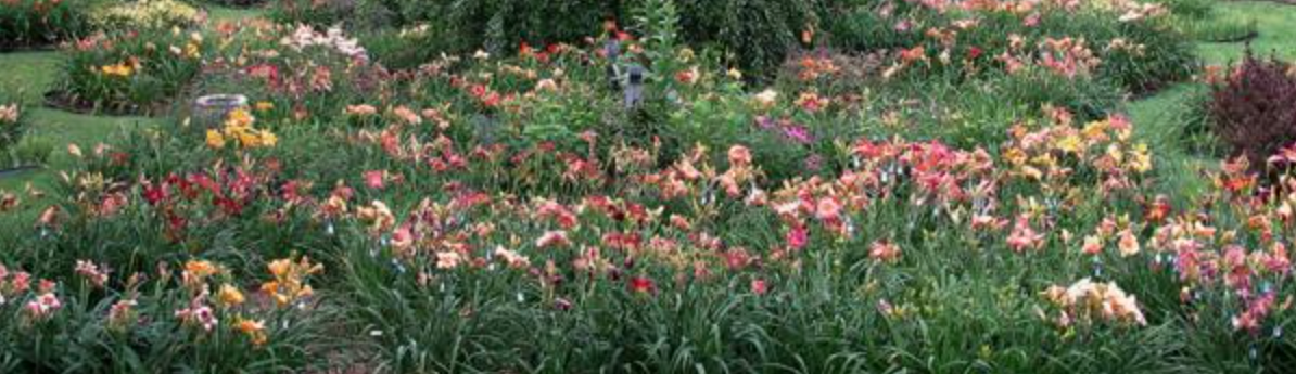National innovator in daylily breeding works quietly in Thetford