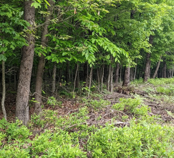 How much deer browse is too much deer browse?