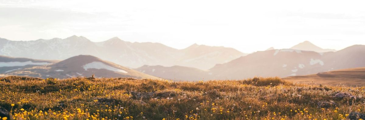 How to read a renewal report