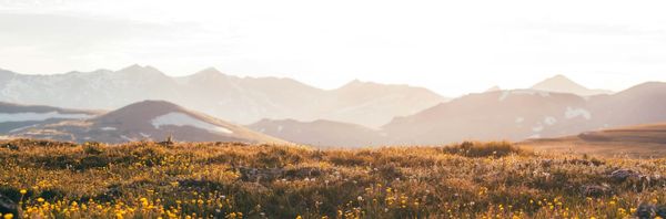 How to read a renewal report