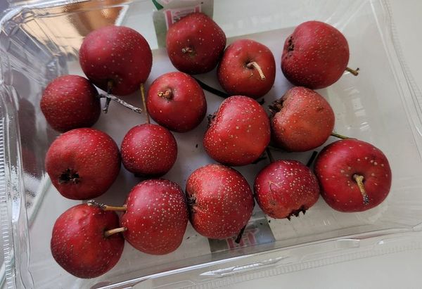 Hawthorn Leather and Hawthorn Fruit Chutney (A.I. Powered Home Cooking)
