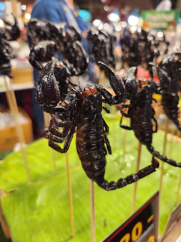 Caterpillars, Scorpions, Frogs, Oh My!