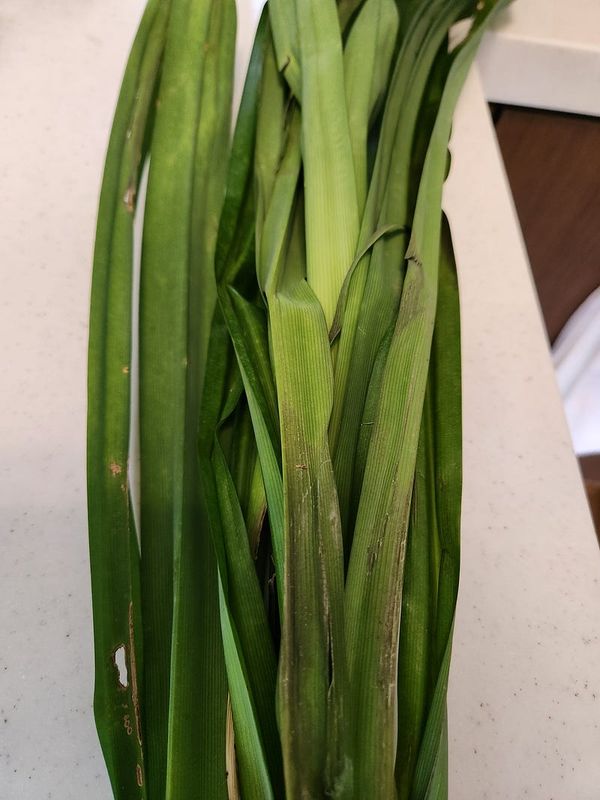 First Encounters: Pandan, The Vanilla of Southeast Asia