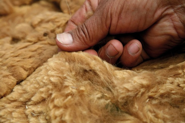 History behind the world's most expensive vicuna wool