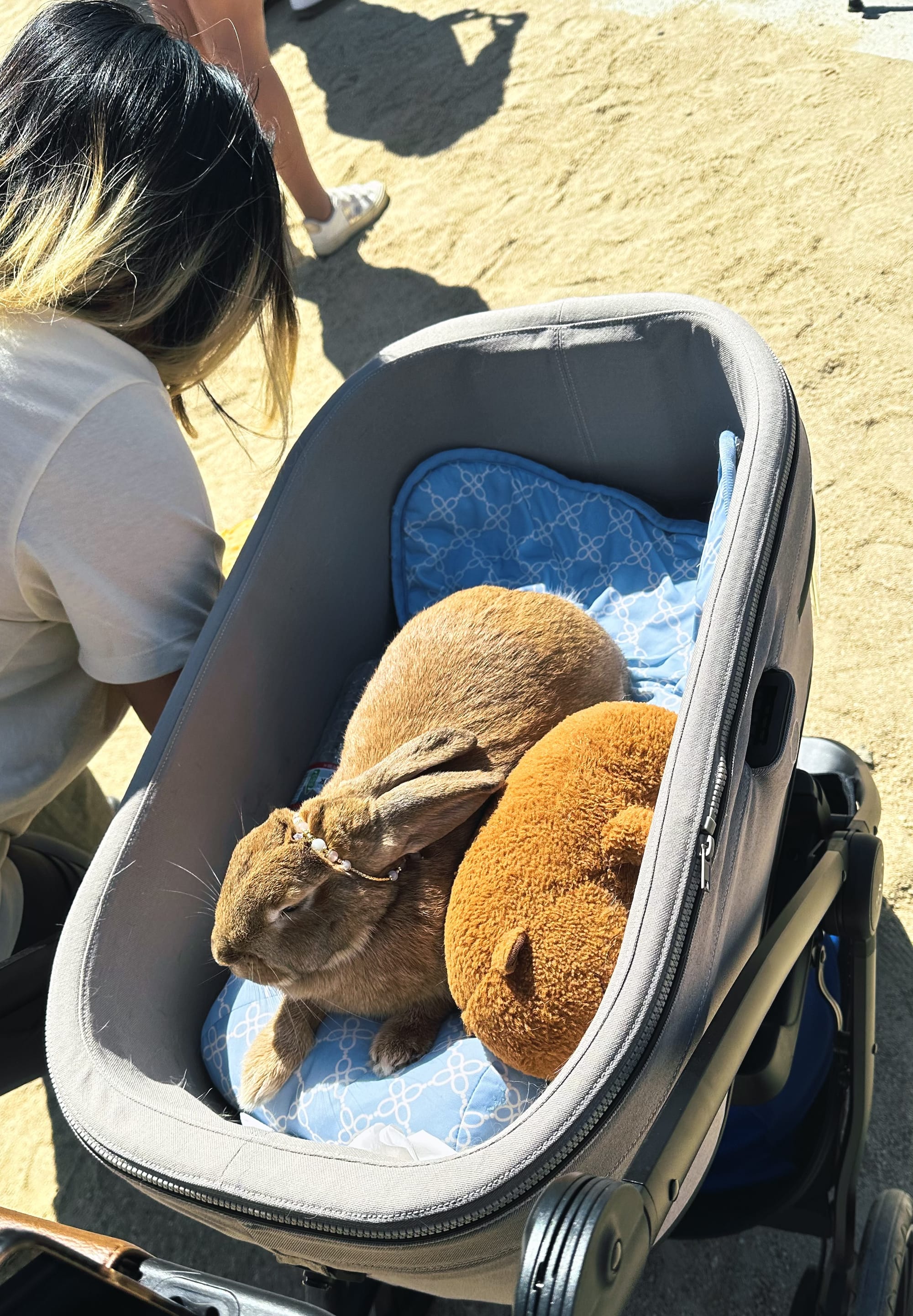 bunnies