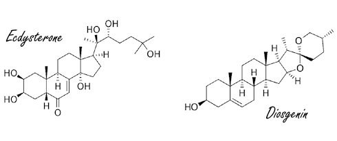 ekdisteron, diosgenin, sportska biokemija, anabolički učinak, dijabetes, prirodni SARM, IGF-1 ekspresija, metabolička terapija, longevity protokoli, dr. Predrag Jakovljević,