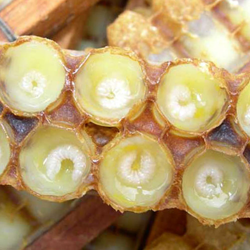 matična mliječ testosteron