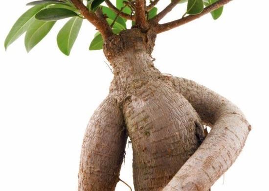 Ako uzimate Ashwagandhu (Indijski ginseng), dobiti ćete na mišićnoj snazi i mišićnoj masi uz istovremeno smanjenje postotka tjelesne masti!