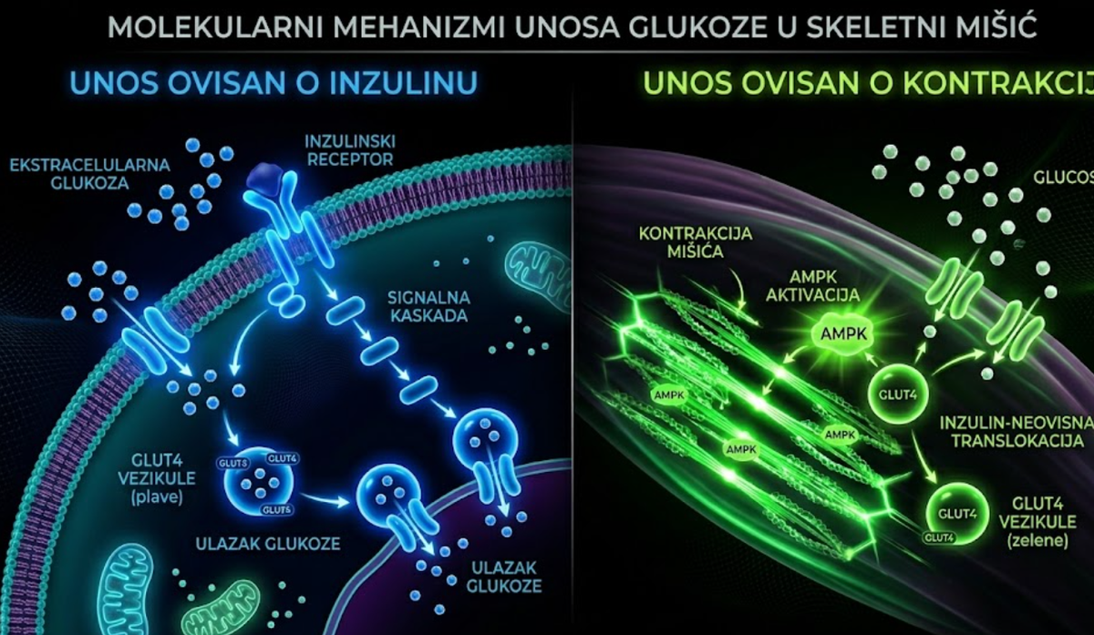Fluktuacije glukoze i inzulina tijekom dana, a posebno u ovisnosti o trenažnom opterećenju