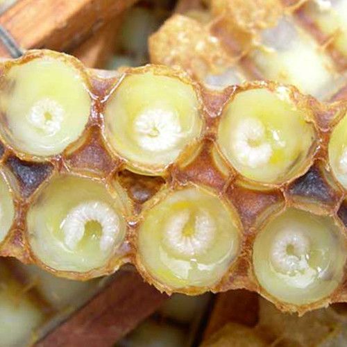 matična mliječ testosteron