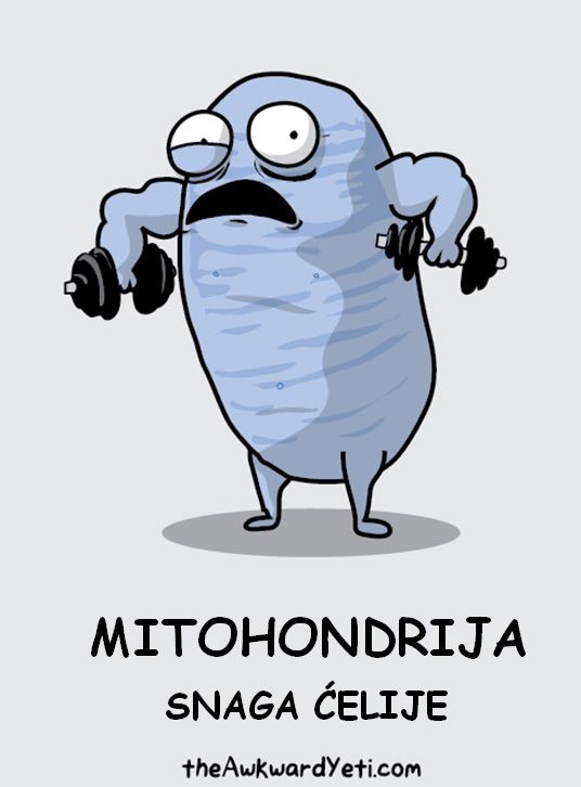 2 dodatka prehrani koja će probuditi vaše mitohondrije i povećati vašu energiju