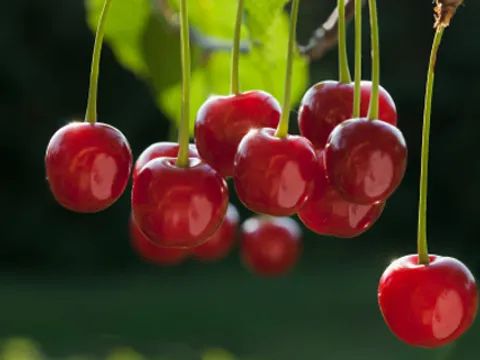 višnje antocijanini oporavak sport melatonin