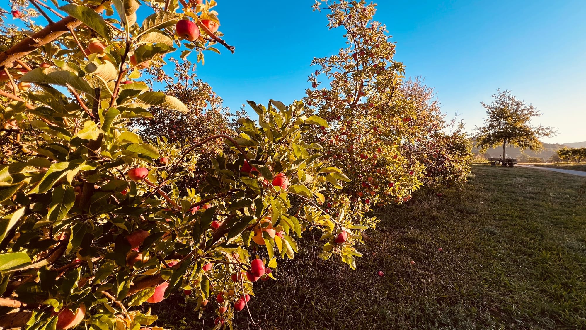 Field Notes from the Orchard