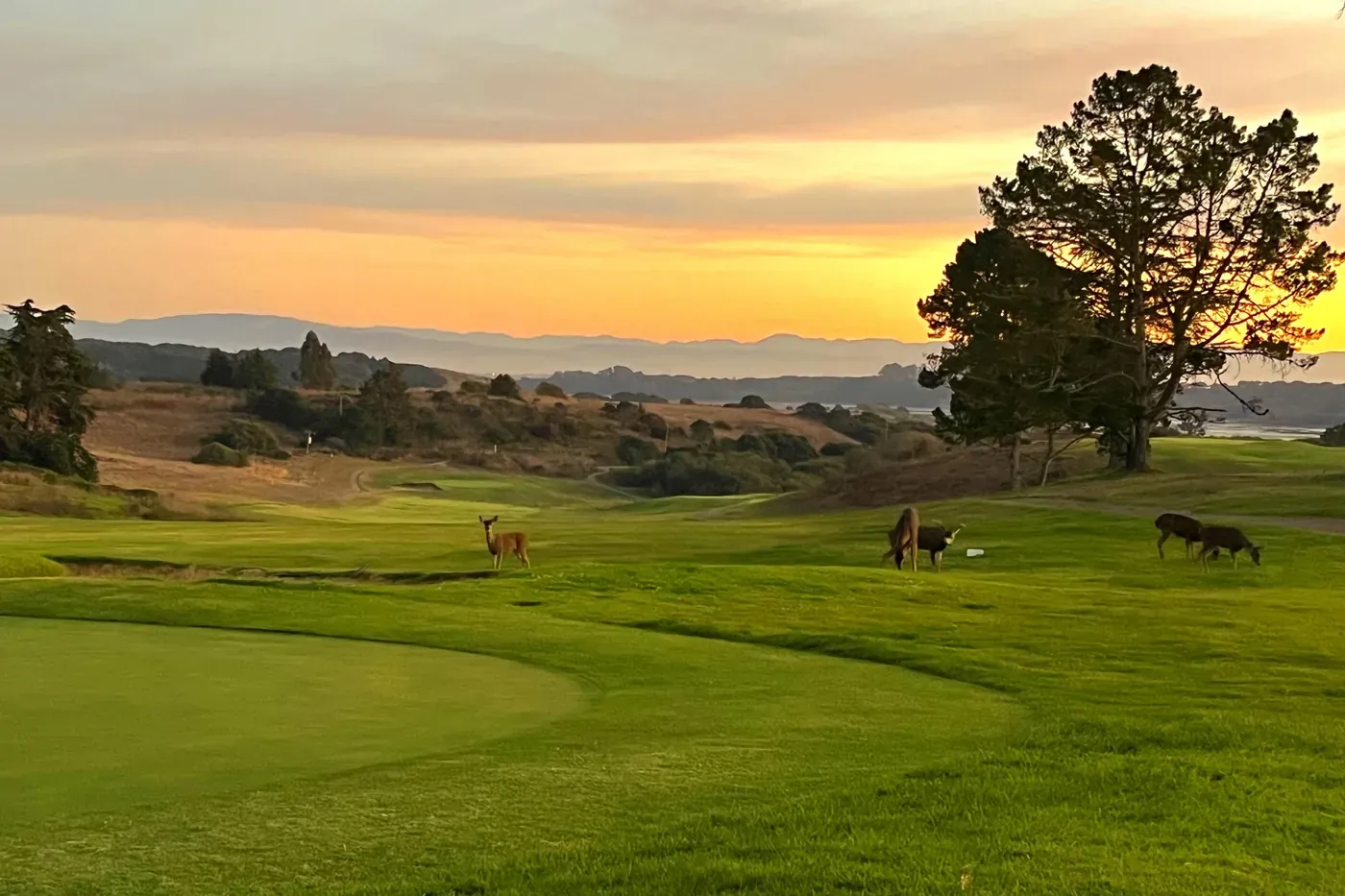 Deer on the course at Pajaro Valley Golf Club at golden hour