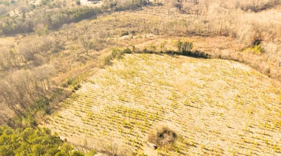 Drone view of the High Side Golf Club land in Kannapolis, North Carolina, a field of young pines bordered by bare trees