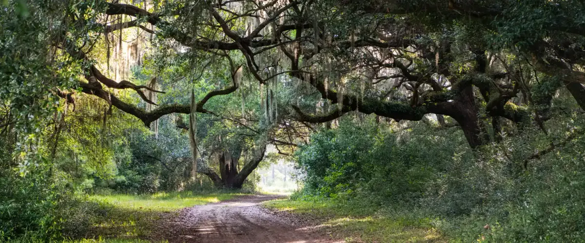 Live oak canopy with Spanish moss over a sandy path at the Orange Hill site on Johns Island, South Carolina