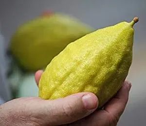 Shabbat Gathering: What's an etrog?