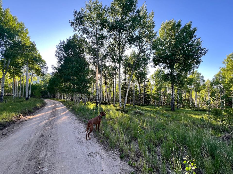 The Insider - July 2025