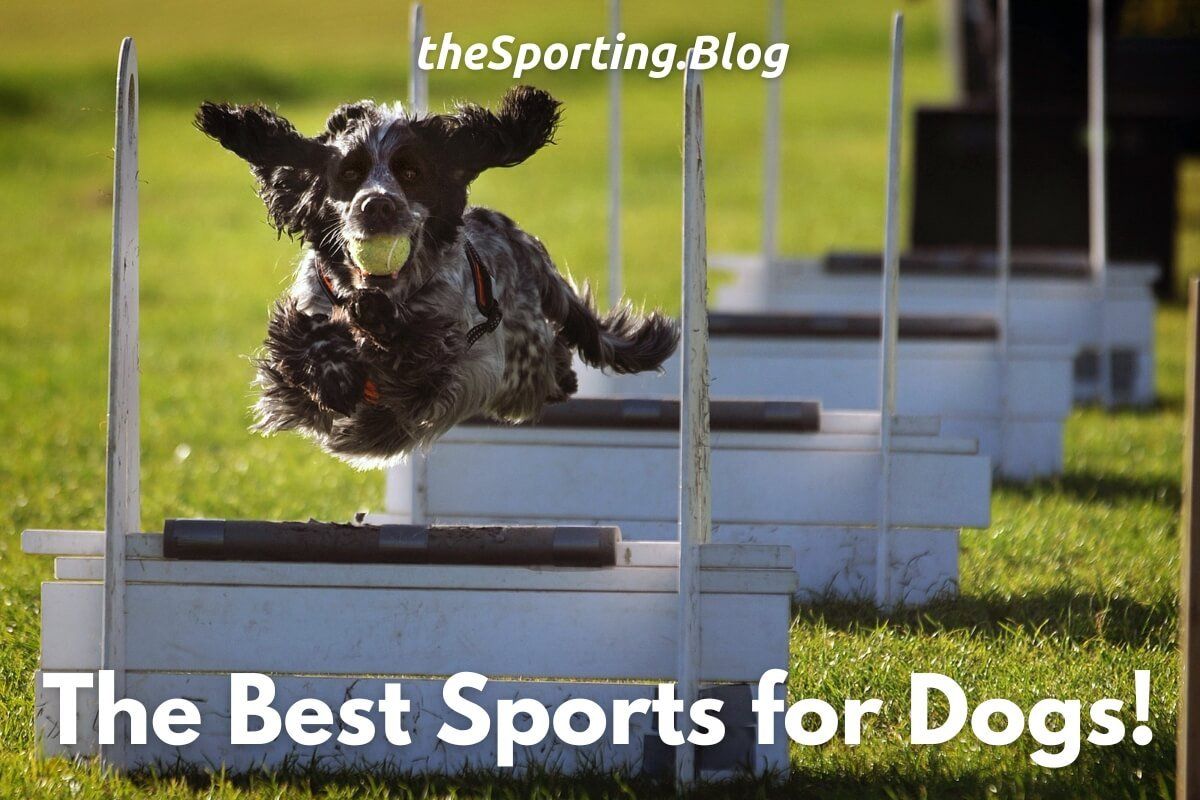 Jump Boy: The 7 Most Popular Sports For Dogs!