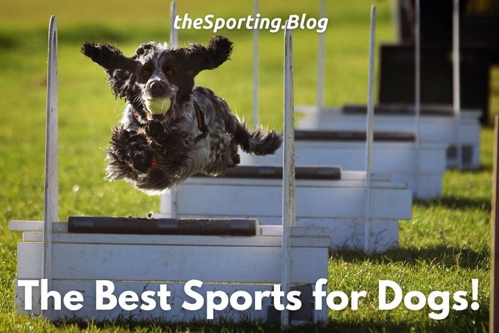 Jump Boy: The 7 Most Popular Sports For Dogs!