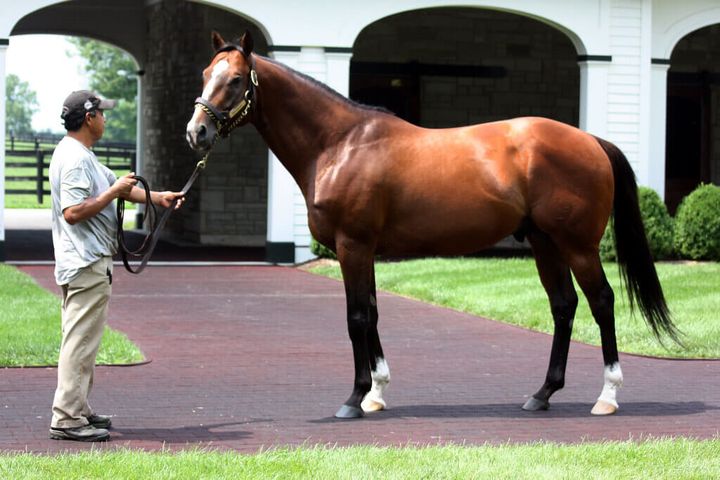 Galileo: Dominant racehorse, prodigious sire