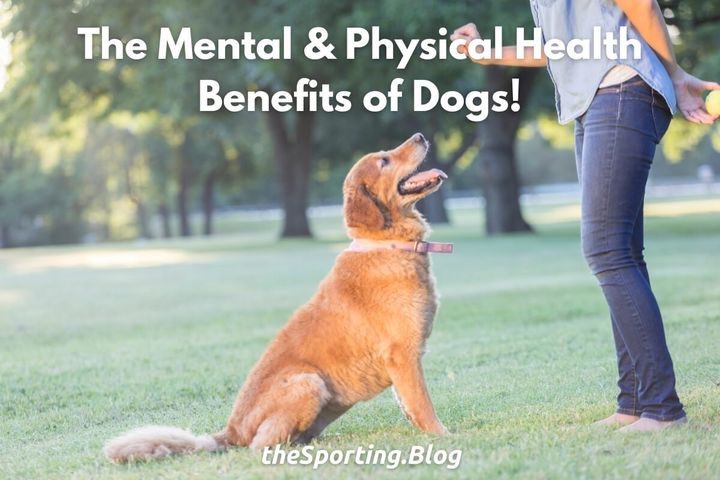 The Mental and Physical Health Benefits of Owning a Dog