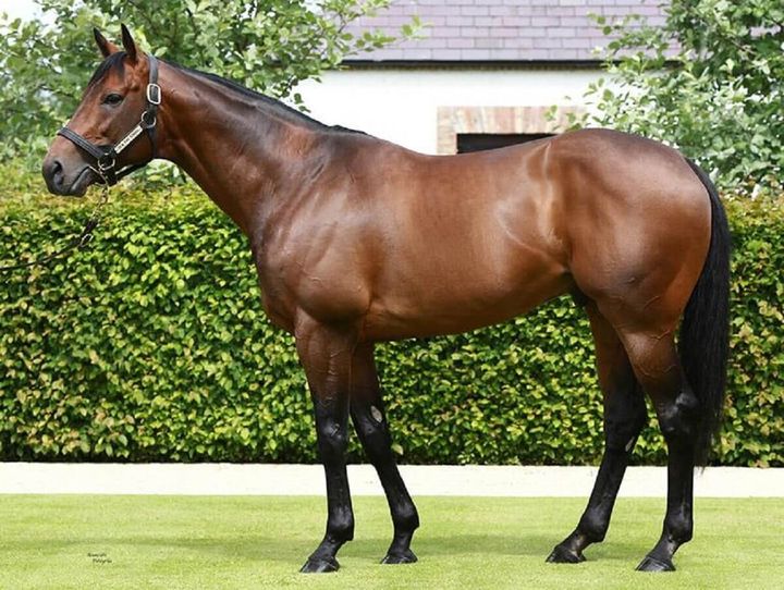 Sea The Stars - King of Middle Distance Horses