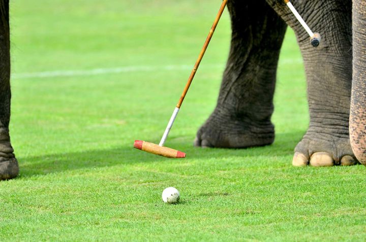 Elephant Polo & Cricket - Interview with Izzy Duncan