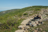 A rugged section of the Cadillac Ridge Trail in Acadia National Park, with a rocky path winding through low vegetation and cairns marking the route.