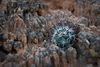 A young cactus growing among rugged, eroded soil in Canyonlands National Park, showcasing desert resilience and harsh terrain.