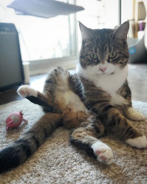 Setting Language Metadata for Electron MacOS Apps