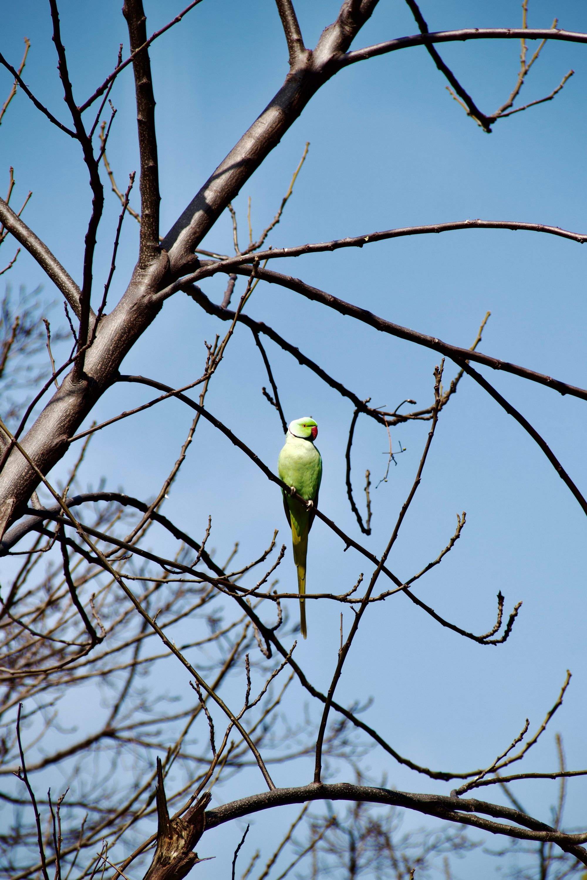 A parrot sitting on a branch.