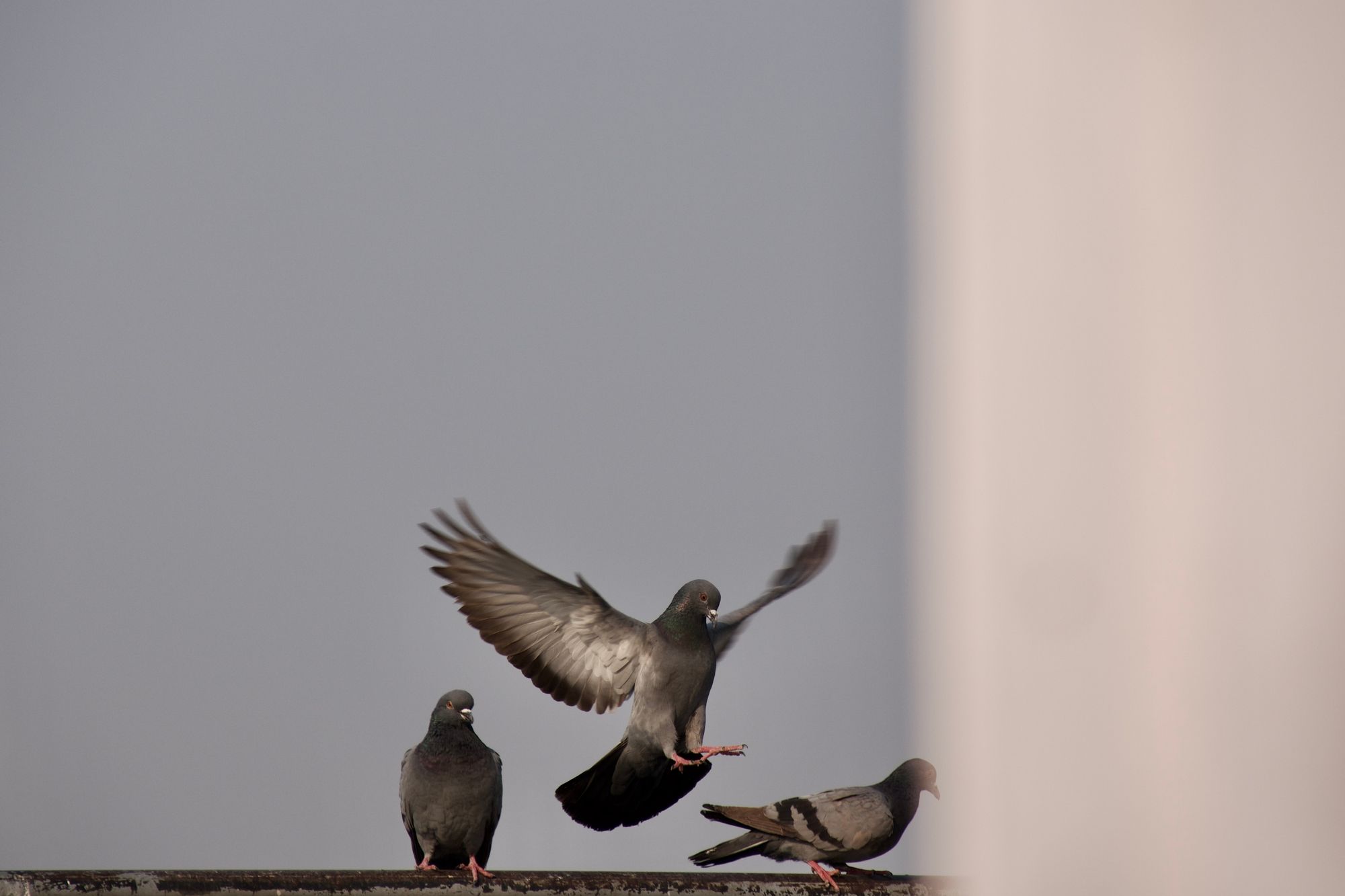 Group of three pigeons. Middle one is about to land from the air and two are sitting on its either sides.