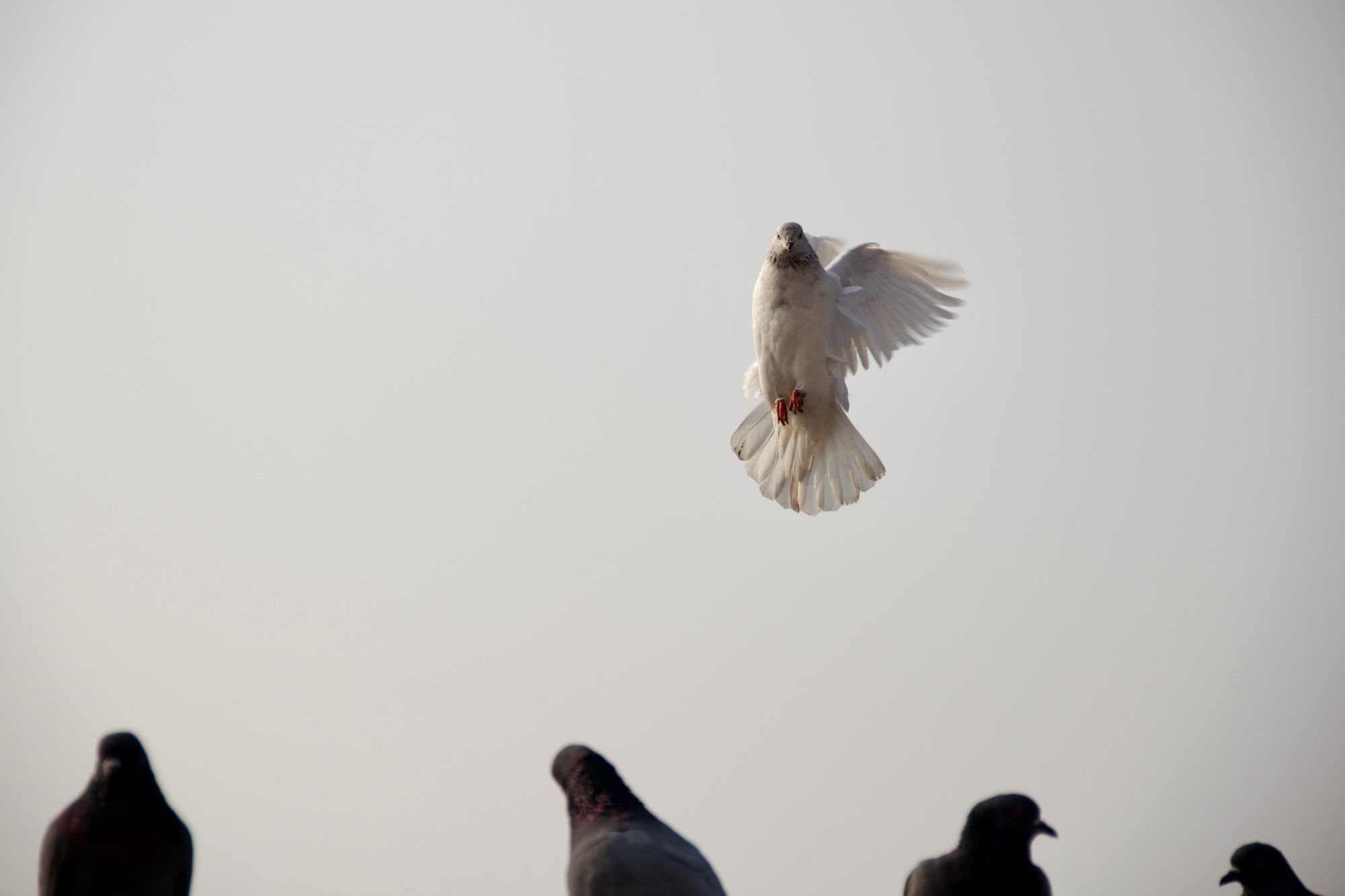 A white pigeon in flight which looks like its standing in the air over a group of common pigeons sitting underneath.