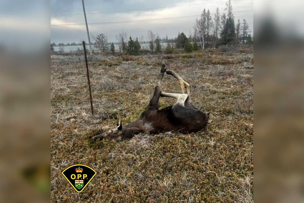 Manitoulin OPP lends a helping hand (and a pair of cutters) to a moose in need