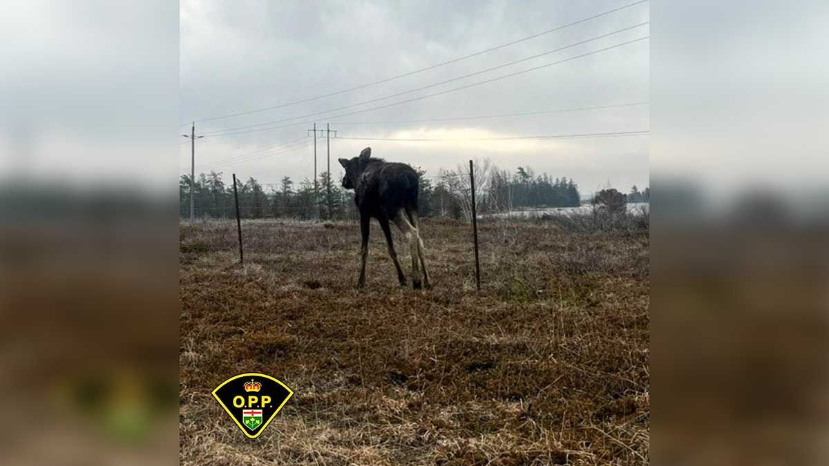Manitoulin OPP rescue moose trapped along HWY 6