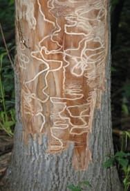 Are your trees infected? Know the signs
