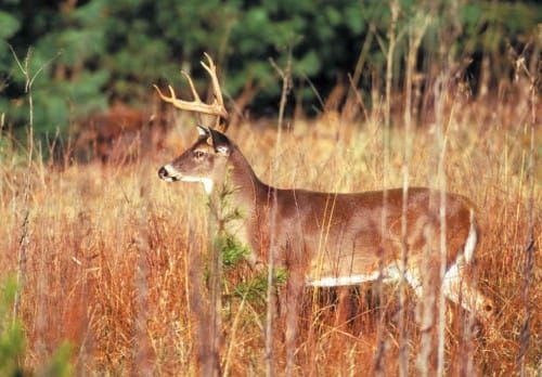 Fish and Game Club upset  with ministry’s position on  supplemental deer feeding