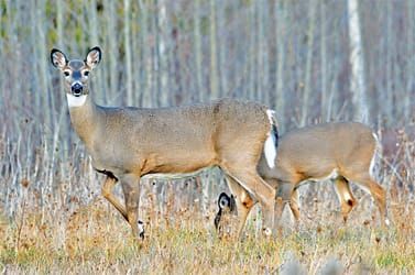 First confirmed case of Epizootic Hemorrhage Disease found in Ont. deer